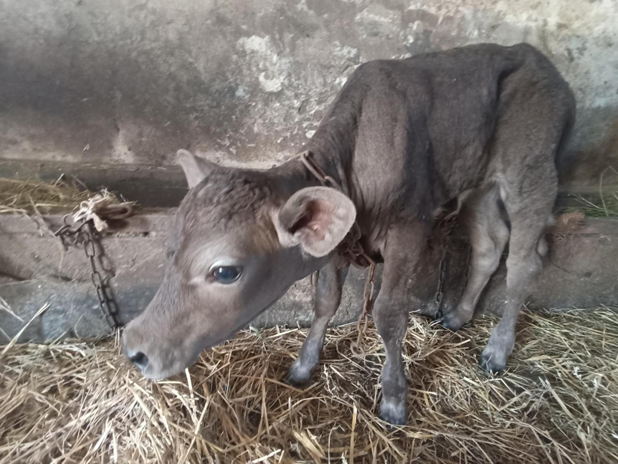 Domki Alfa Kopan Bagian luar foto